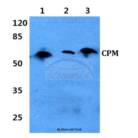 Anti-CPM (L113) Antibody from Bioworld Technology (BS3827) - Antibodies.com