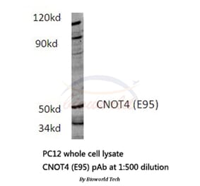 Anti-CNOT4 (E95) Antibody from Bioworld Technology (BS3829) - Antibodies.com