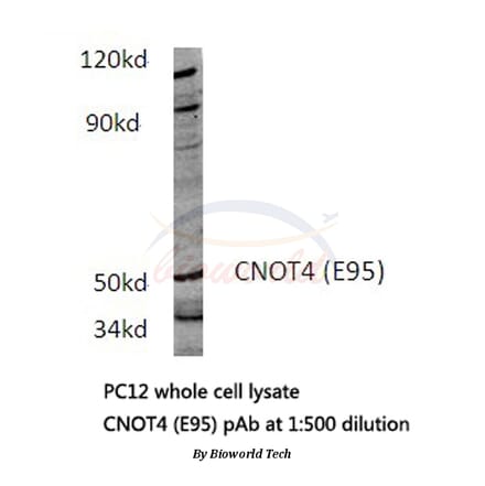 Anti-CNOT4 (E95) Antibody from Bioworld Technology (BS3829) - Antibodies.com