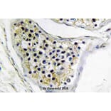 Anti-CNOT4 (E95) Antibody from Bioworld Technology (BS3829) - Antibodies.com