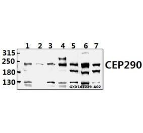Anti-CEP290 (F812) Antibody from Bioworld Technology (BS3831) - Antibodies.com