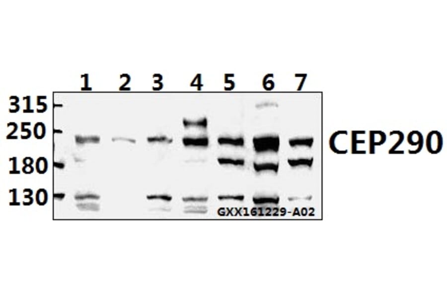 Anti-CEP290 (F812) Antibody from Bioworld Technology (BS3831) - Antibodies.com