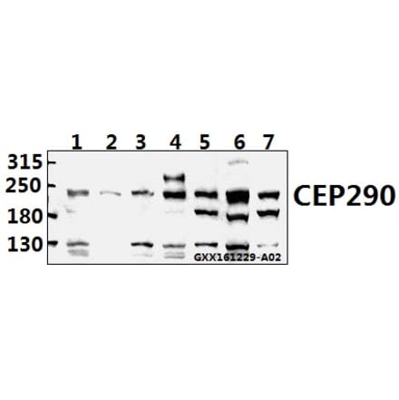 Anti-CEP290 (F812) Antibody from Bioworld Technology (BS3831) - Antibodies.com