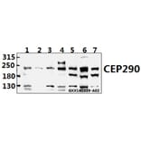 Anti-CEP290 (F812) Antibody from Bioworld Technology (BS3831) - Antibodies.com