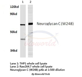 Anti-Neuroglycan C (W248) Antibody from Bioworld Technology (BS3833) - Antibodies.com