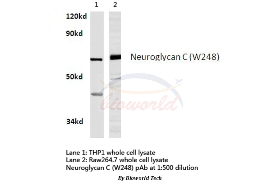 Anti-Neuroglycan C (W248) Antibody from Bioworld Technology (BS3833) - Antibodies.com
