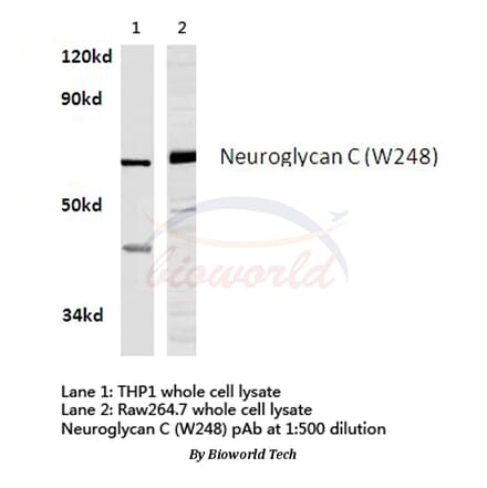 Anti-Neuroglycan C (W248) Antibody from Bioworld Technology (BS3833) - Antibodies.com