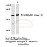Anti-Neuroglycan C (W248) Antibody from Bioworld Technology (BS3833) - Antibodies.com