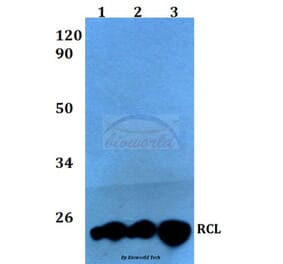 Anti-RCL (I42) Antibody from Bioworld Technology (BS3837) - Antibodies.com