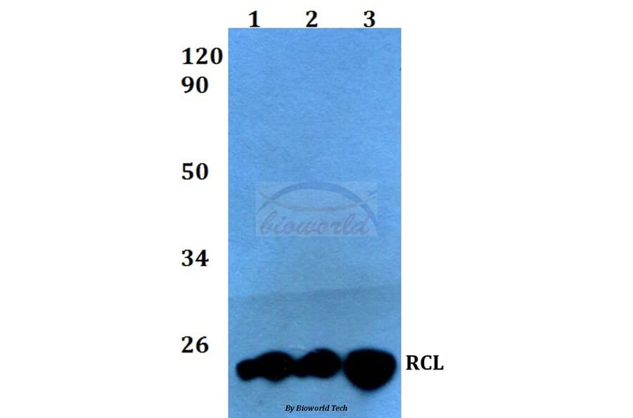 Anti-RCL (I42) Antibody from Bioworld Technology (BS3837) - Antibodies.com