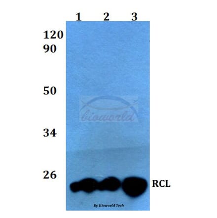 Anti-RCL (I42) Antibody from Bioworld Technology (BS3837) - Antibodies.com