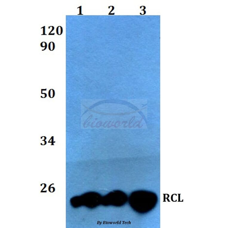 Anti-RCL (I42) Antibody from Bioworld Technology (BS3837) - Antibodies.com