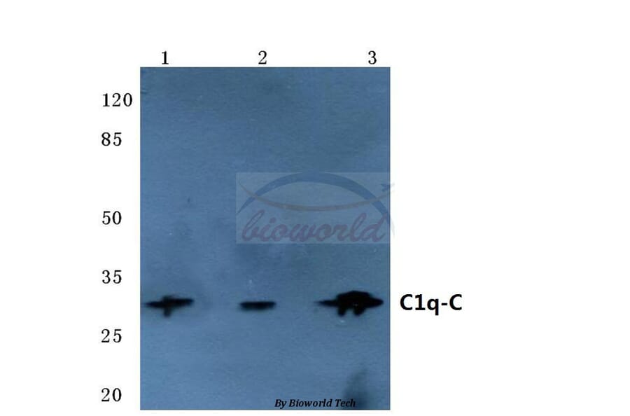Anti-C1q-C (Q119) Antibody from Bioworld Technology (BS3838) - Antibodies.com