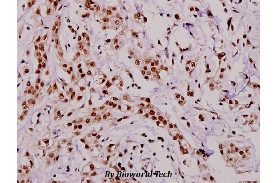 Anti-C1q-C (Q119) Antibody from Bioworld Technology (BS3838) - Antibodies.com