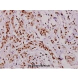 Anti-C1q-C (Q119) Antibody from Bioworld Technology (BS3838) - Antibodies.com
