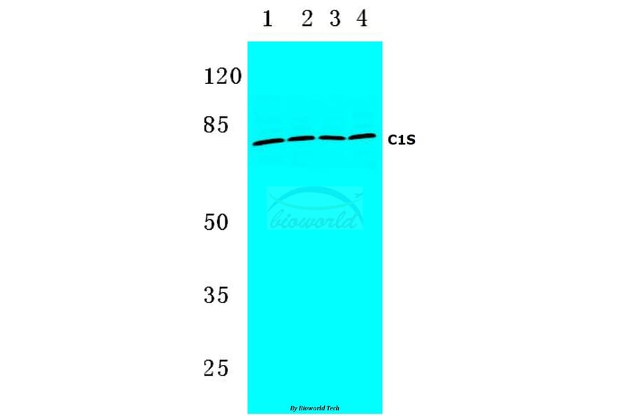 Anti-C1S (K583) Antibody from Bioworld Technology (BS3839) - Antibodies.com