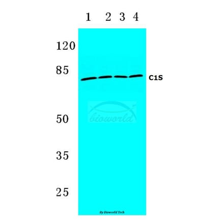 Anti-C1S (K583) Antibody from Bioworld Technology (BS3839) - Antibodies.com