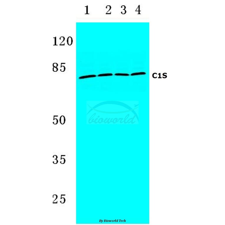 Anti-C1S (K583) Antibody from Bioworld Technology (BS3839) - Antibodies.com