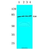 Anti-C1S (K583) Antibody from Bioworld Technology (BS3839) - Antibodies.com