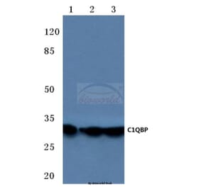 Anti-C1QBP (K100) Antibody from Bioworld Technology (BS3840) - Antibodies.com