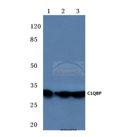Anti-C1QBP (K100) Antibody from Bioworld Technology (BS3840) - Antibodies.com