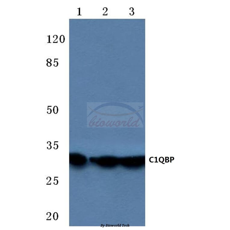 Anti-C1QBP (K100) Antibody from Bioworld Technology (BS3840) - Antibodies.com