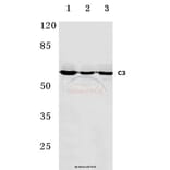 Anti-C9 (H216) Antibody from Bioworld Technology (BS3841) - Antibodies.com