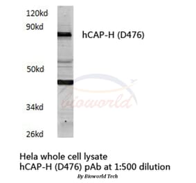 Anti-hCAP-H (D476) Antibody from Bioworld Technology (BS3843) - Antibodies.com