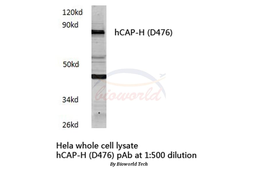 Anti-hCAP-H (D476) Antibody from Bioworld Technology (BS3843) - Antibodies.com