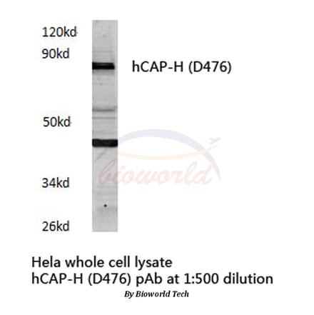 Anti-hCAP-H (D476) Antibody from Bioworld Technology (BS3843) - Antibodies.com