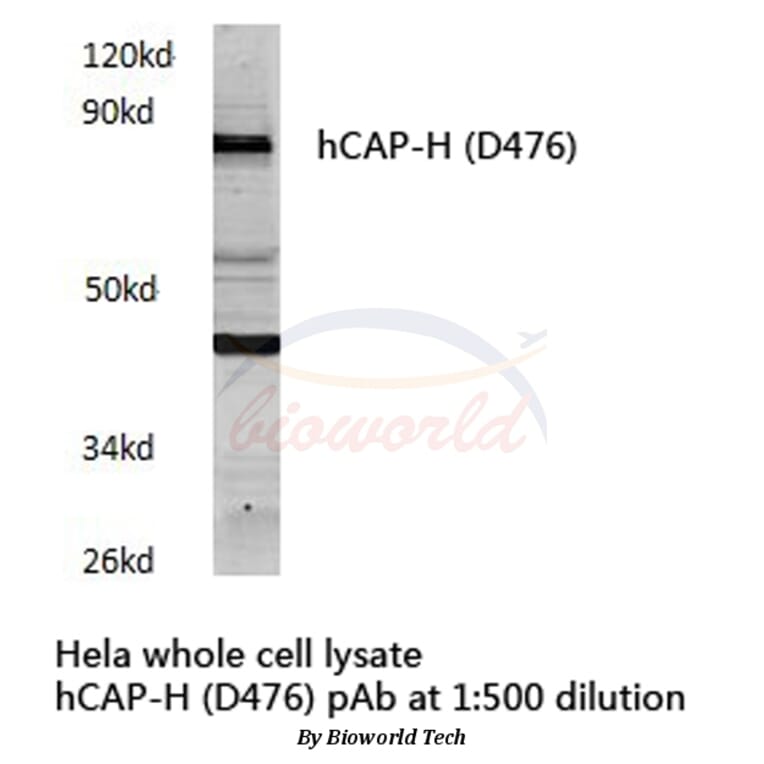 Anti-hCAP-H (D476) Antibody from Bioworld Technology (BS3843) - Antibodies.com