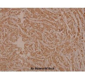Anti-PRIM1 (K413) Antibody from Bioworld Technology (BS3851) - Antibodies.com