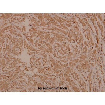 Anti-PRIM1 (K413) Antibody from Bioworld Technology (BS3851) - Antibodies.com