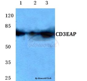 Anti-CD3EAP (E474) Antibody from Bioworld Technology (BS3852) - Antibodies.com