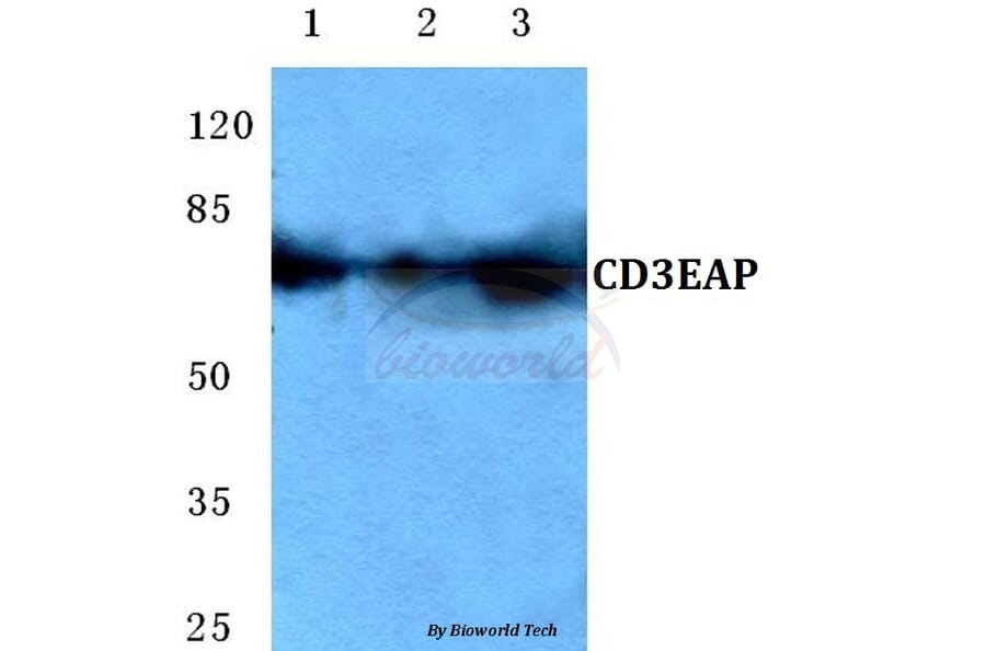 Anti-CD3EAP (E474) Antibody from Bioworld Technology (BS3852) - Antibodies.com