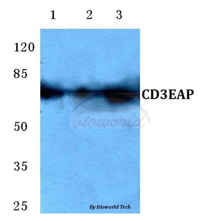 Anti-CD3EAP (E474) Antibody from Bioworld Technology (BS3852) - Antibodies.com