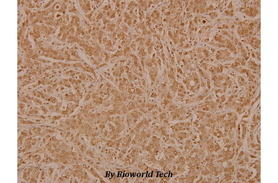 Anti-CD3EAP (E474) Antibody from Bioworld Technology (BS3852) - Antibodies.com