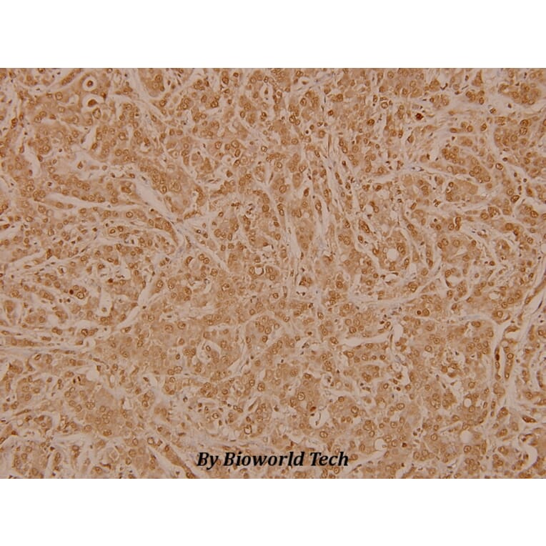 Anti-CD3EAP (E474) Antibody from Bioworld Technology (BS3852) - Antibodies.com