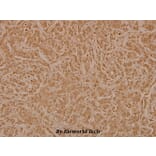 Anti-CD3EAP (E474) Antibody from Bioworld Technology (BS3852) - Antibodies.com