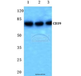 Anti-CD39 (K388) Antibody from Bioworld Technology (BS3857) - Antibodies.com