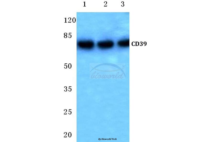 Anti-CD39 (K388) Antibody from Bioworld Technology (BS3857) - Antibodies.com