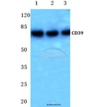 Anti-CD39 (K388) Antibody from Bioworld Technology (BS3857) - Antibodies.com