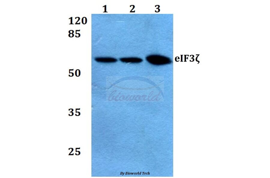 Anti-eIF3ζ (R135) Antibody from Bioworld Technology (BS3860) - Antibodies.com