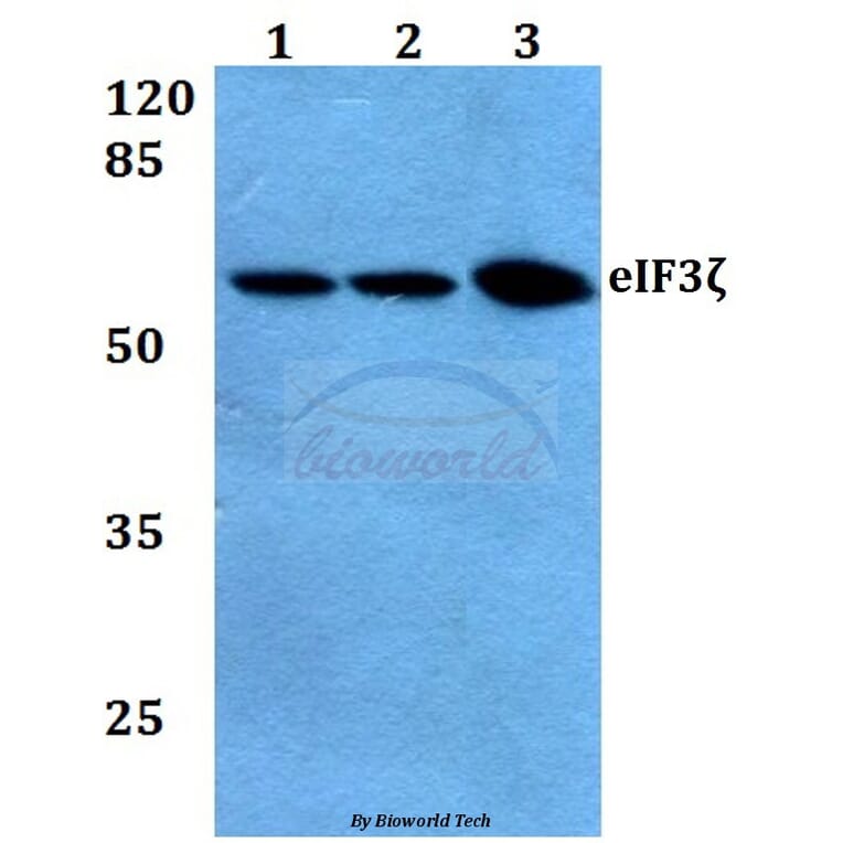 Anti-eIF3ζ (R135) Antibody from Bioworld Technology (BS3860) - Antibodies.com
