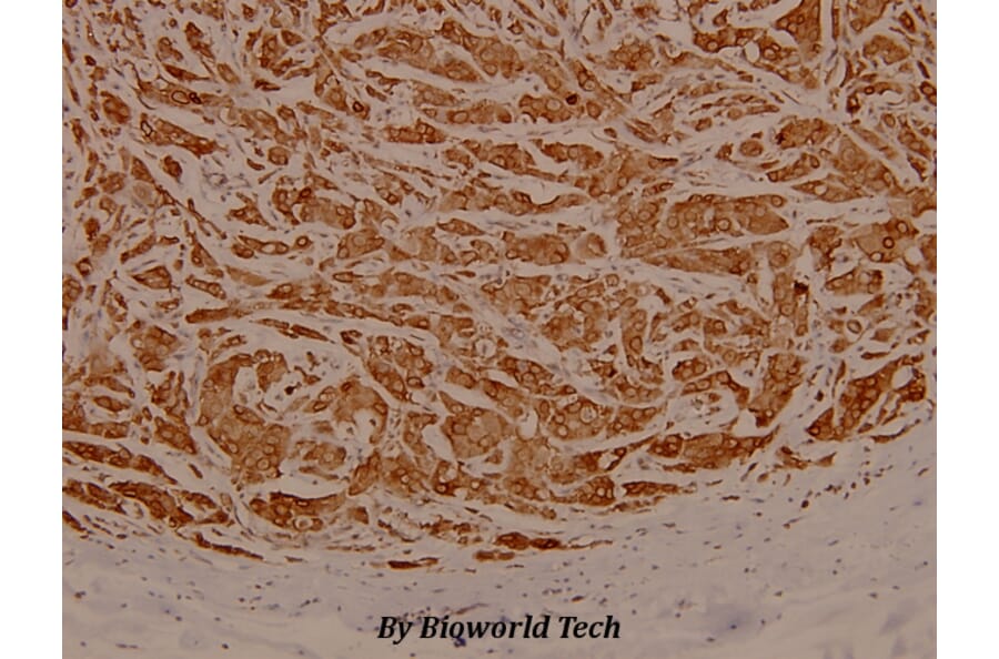 Anti-eIF3ζ (R135) Antibody from Bioworld Technology (BS3860) - Antibodies.com