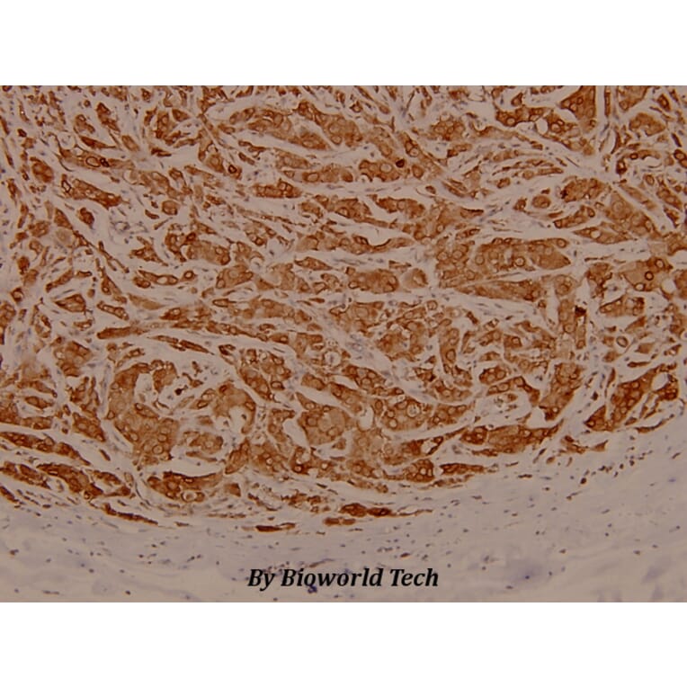 Anti-eIF3ζ (R135) Antibody from Bioworld Technology (BS3860) - Antibodies.com