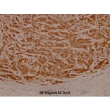 Anti-eIF3ζ (R135) Antibody from Bioworld Technology (BS3860) - Antibodies.com