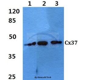 Anti-Connexin 37 (L116) Antibody from Bioworld Technology (BS3866) - Antibodies.com