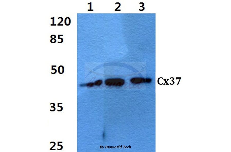 Anti-Connexin 37 (L116) Antibody from Bioworld Technology (BS3866) - Antibodies.com
