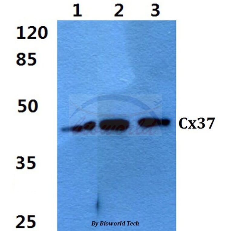 Anti-Connexin 37 (L116) Antibody from Bioworld Technology (BS3866) - Antibodies.com